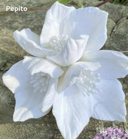 Нови молдове цветя, снимка 4 - Други - 52337636