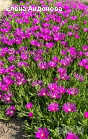 Лилава делосперма , снимка 3 - Разсади - 54362048