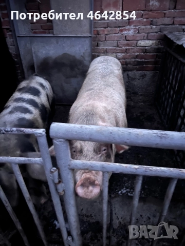 Мъжко прасе , снимка 4 - Прасета - 52307618