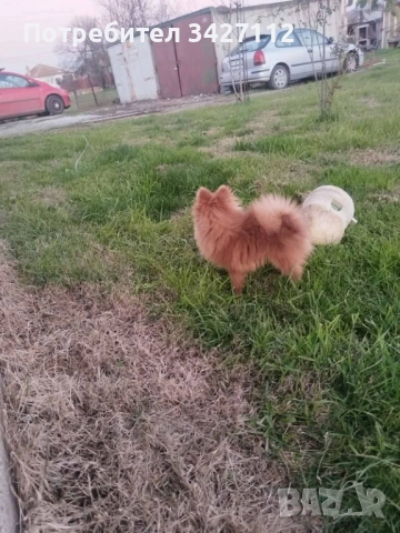 Въжко померанче с всички ваксини, снимка 3 - Померан - 52907569