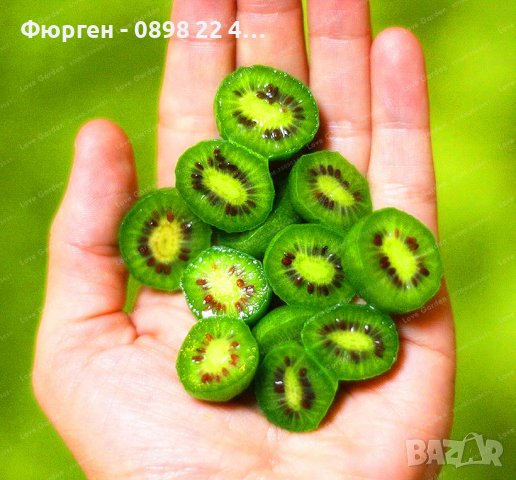 Киви Actinidia arguta Issai - МИНИ КИВИ – малко познато и много вкусно!, снимка 12 - Разсади - 38164416