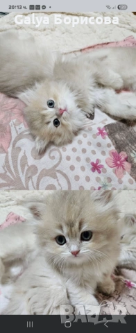 Родословни Британски котета  промоционална цена за 8 март, деня на жената!