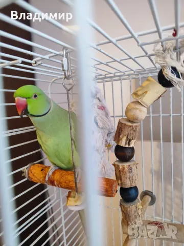 Малък Александър , снимка 3 - Папагали - 49040205