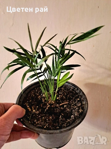 Палма Хамедорея елегантс в саксия ф13 , снимка 5 - Градински цветя и растения - 53064200