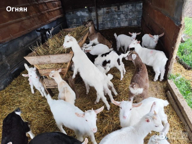 Свободни ярета