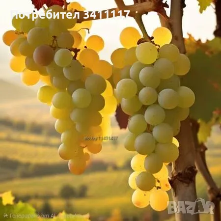 Продавам грозде - сорт Димят