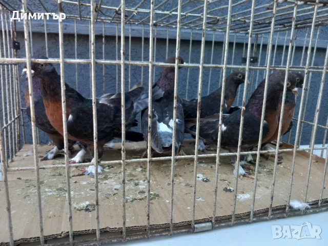 Продавам гълъби Миро може и бартер 