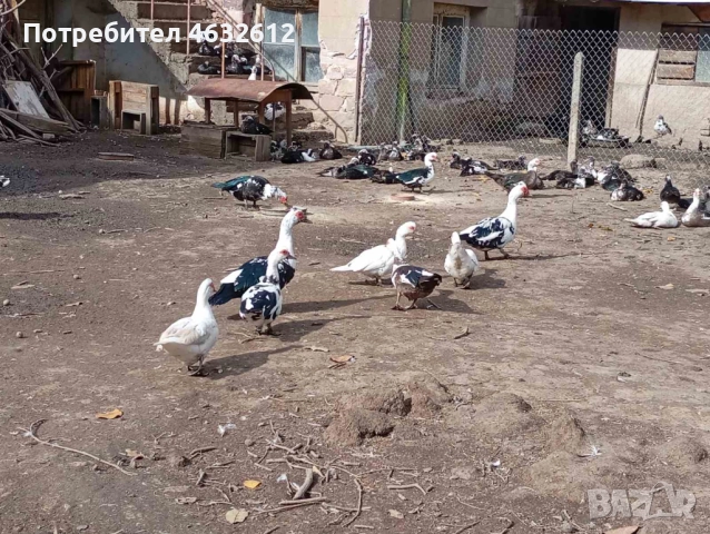 Продавам неми патици