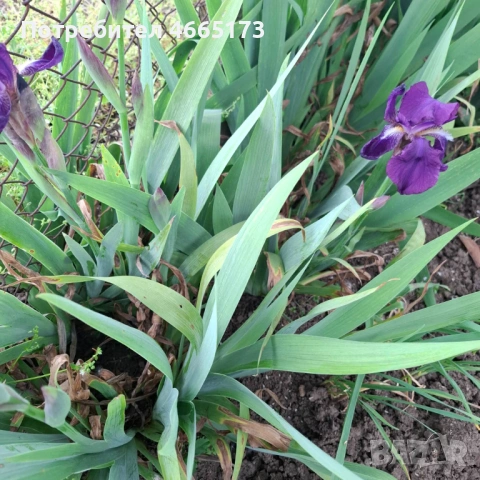 Ирис /Перуника , снимка 3 - Градински цветя и растения - 54268147