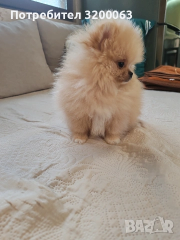Мини померан мъжко, снимка 10 - Померан - 54032504