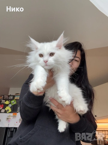 Мейн кун котенца / Мейн куун котенца / Maine coon kittens