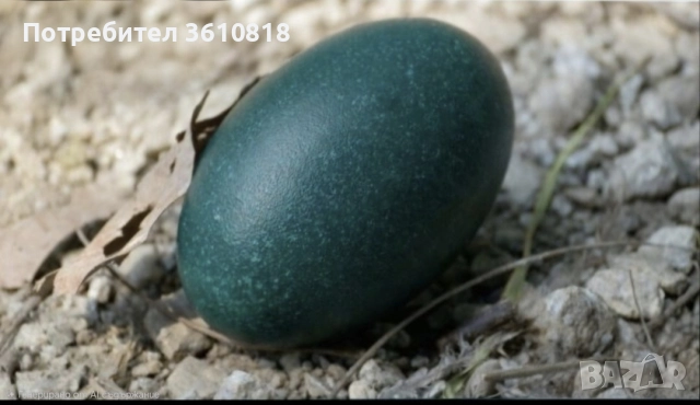 Яйце от Ему (и за консумация и за разплод), снимка 4 - Други животни - 39309532