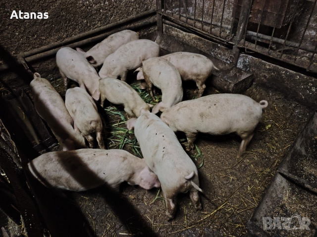 Продавам прасенца