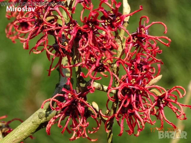 Вещерско дърво-(Магически лешник ), снимка 8 - Градински цветя и растения - 54305629