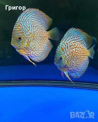 Различни видове декоративни риби, храни и техника , снимка 2 - Рибки - 47670463