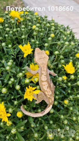 Ресничести гекони / crested gecko / correlophus ciliatus, снимка 4 - Гекон - 49156922