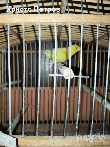 продавам канар.