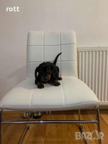 Дакел, снимка 3 - Дакели - 52956968