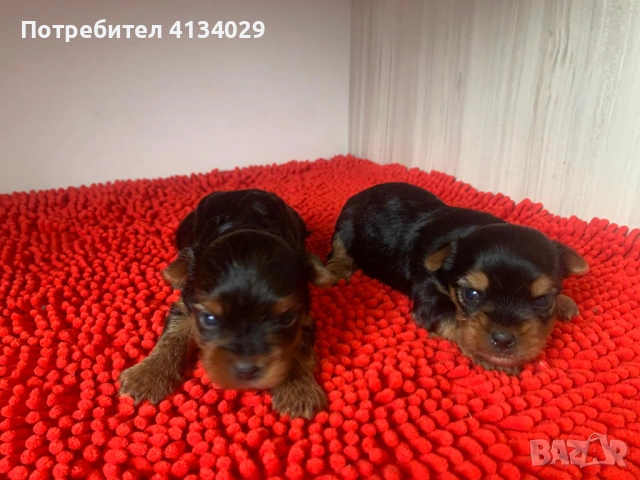 Мини и стандартни Йорки мъжки 35 дни и Супер мини Йорки мъжки 1,5 кг на две години, снимка 2 - Йоркширски териер - 53228272