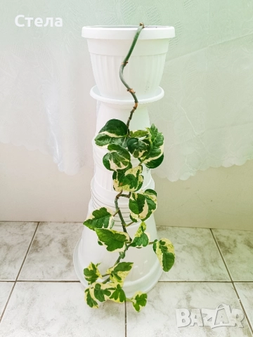 Сциндапсус, Бенджамин и други цветя , снимка 11 - Стайни растения - 45108051