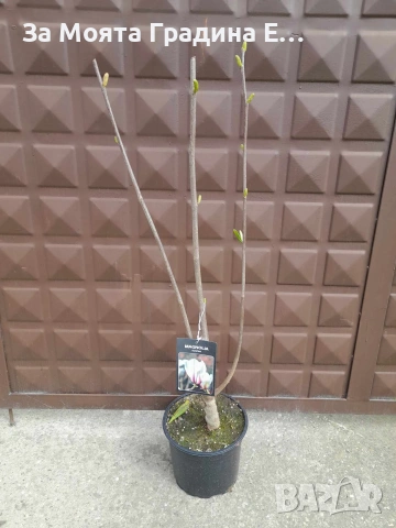 Магнолия 19 вида , снимка 5 - Градински цветя и растения - 54020432