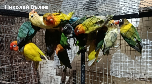 Неразделки 