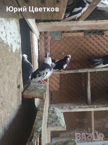 Ломски високолетачи, снимка 11 - Гълъби - 51102124
