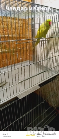 малък александър 