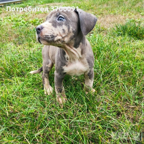 питбул / питбулчета , снимка 6 - Питбул - 52574243