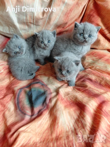 Британска късокосместа., снимка 4 - Британска късокосместа - 51429154