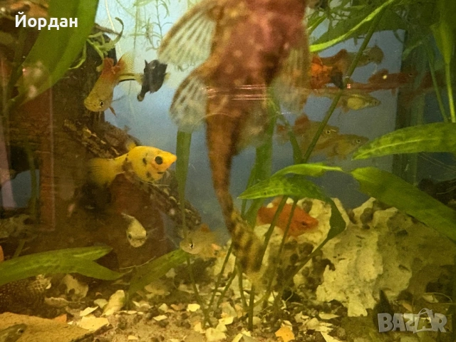 молинезии, хелери, сомове, водорасли, снимка 4 - Рибки - 51158385