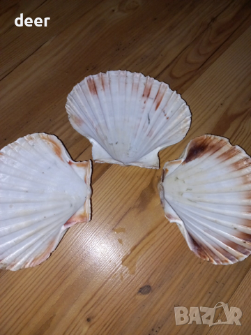 Големи черупки от миди, снимка 2 - Декорация за дома - 44572756
