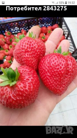 продавам разсад ягоди, снимка 5 - Сортови семена и луковици - 34210388