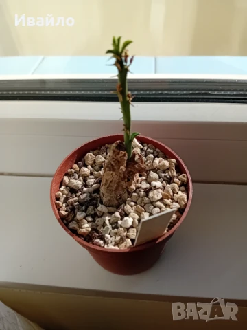 Сукуленти само за ценители, снимка 3 - Стайни растения - 35248161