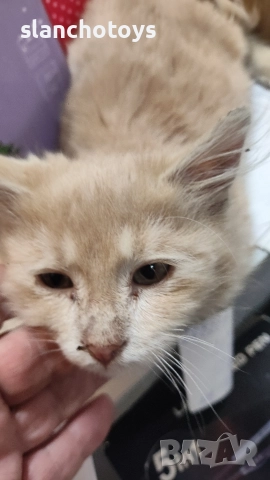 Подаряваме малко коте,на около месец, снимка 4 - Други - 52626994