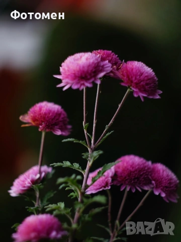 Зенит 11 с Хелиос 44-2, снимка 2 - Обективи и филтри - 54008977