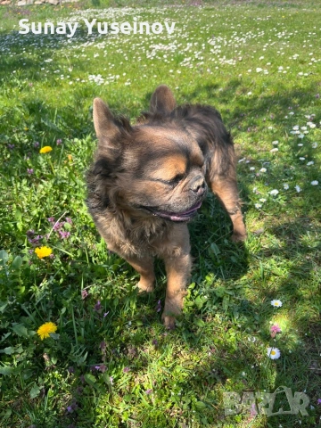 Френски булдочета (флъфи ген), снимка 8 - Френски булдог - 54108361