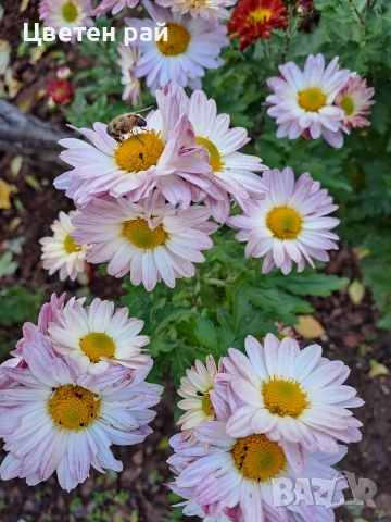 Разсад хризантеми , снимка 15 - Градински цветя и растения - 54010299