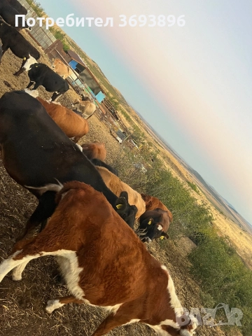 Продавам стадо месодайни крави , снимка 13 - Крави - 52436918