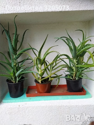 Алое, снимка 2 - Стайни растения - 51927987