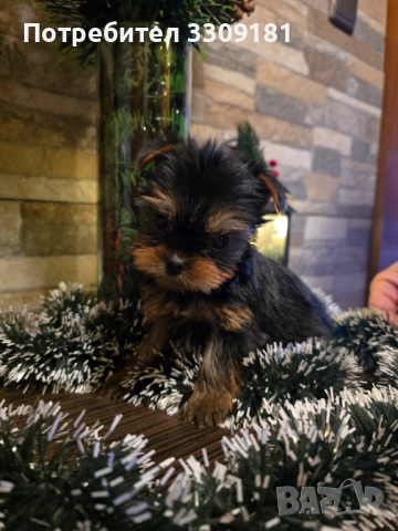 Йоркширски териер 