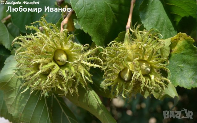 Семена от широколистни видове - Дъб Скоруша Бук Габър Еводия Албиция Пекан Лимон Глог Рожков, снимка 12 - Сортови семена и луковици - 27354748