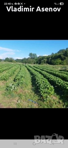 Ягоди, снимка 12 - Козметични уреди - 53946989