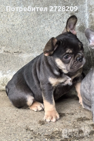 Френски Булдог/ French Bulldog, снимка 7 - Френски булдог - 51410450