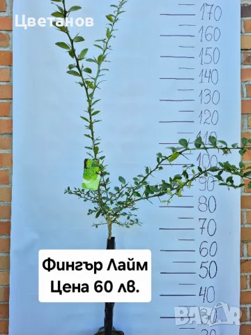 ФИНГЪР ЛАЙМ