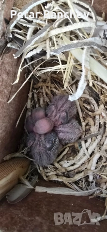 неразделки корели скумруци , снимка 8 - Папагали - 51834310