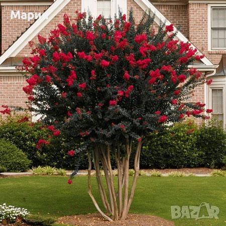 Индийски люляк / Лагерстремия, снимка 6 - Градински цветя и растения - 51934235