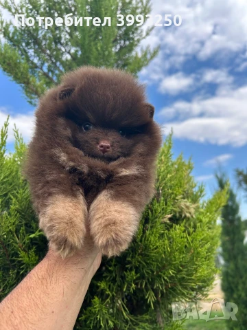 Мини померан момиче, снимка 5 - Померан - 48770049