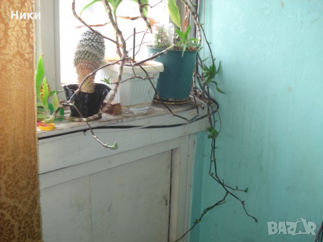 Ароматна кализия (Callisia fragans) , снимка 6 - Градински цветя и растения - 30674525