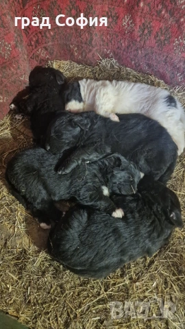 продавам породисти кученца на 40дена-Каракачанки, град Враца, снимка 3 - Каракачанска овчарка - 54187879